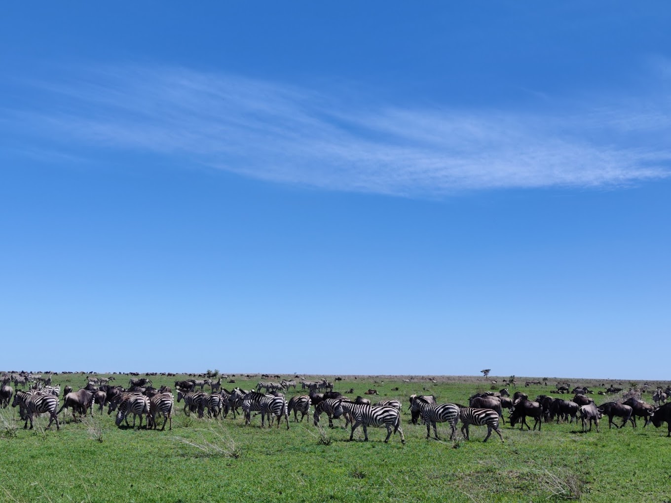 Lake Ndutu Luxury Lodge5