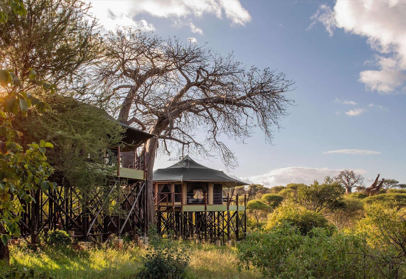 Tarangire Kuro Treetops Lodge3