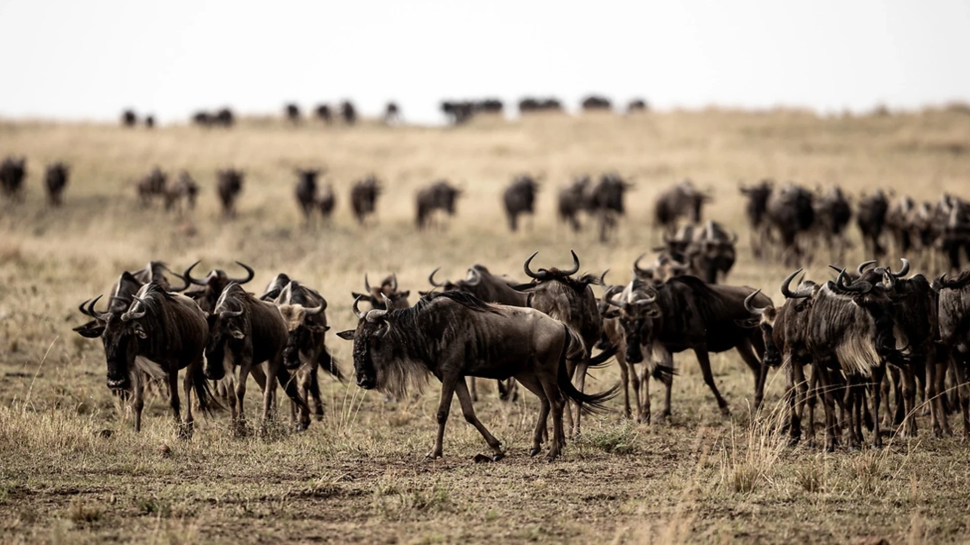 wildebeest-Migration-safaris - Copy